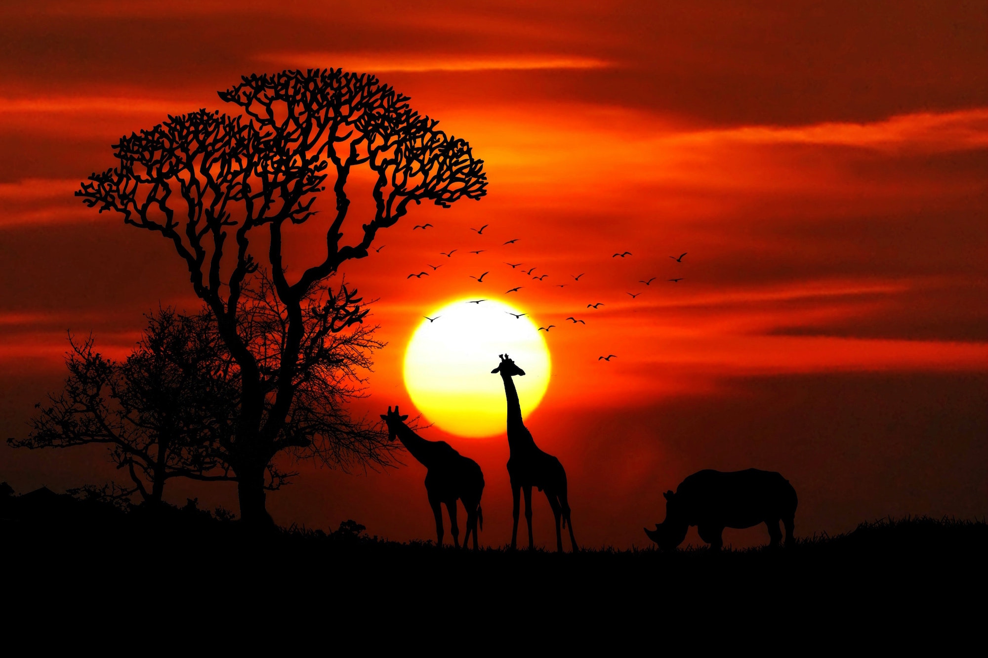 Les destinations les plus prisées - Safari Afrique